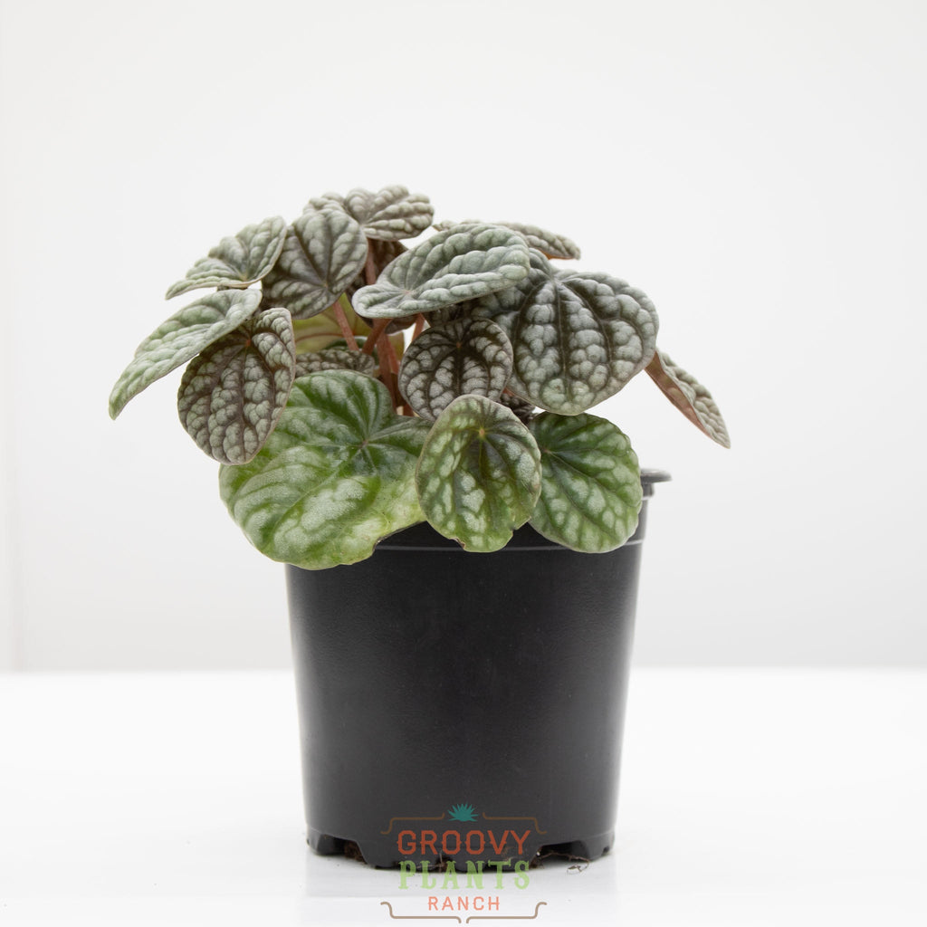 Peperomia burbella | Peperomia caperata 'Burbella'