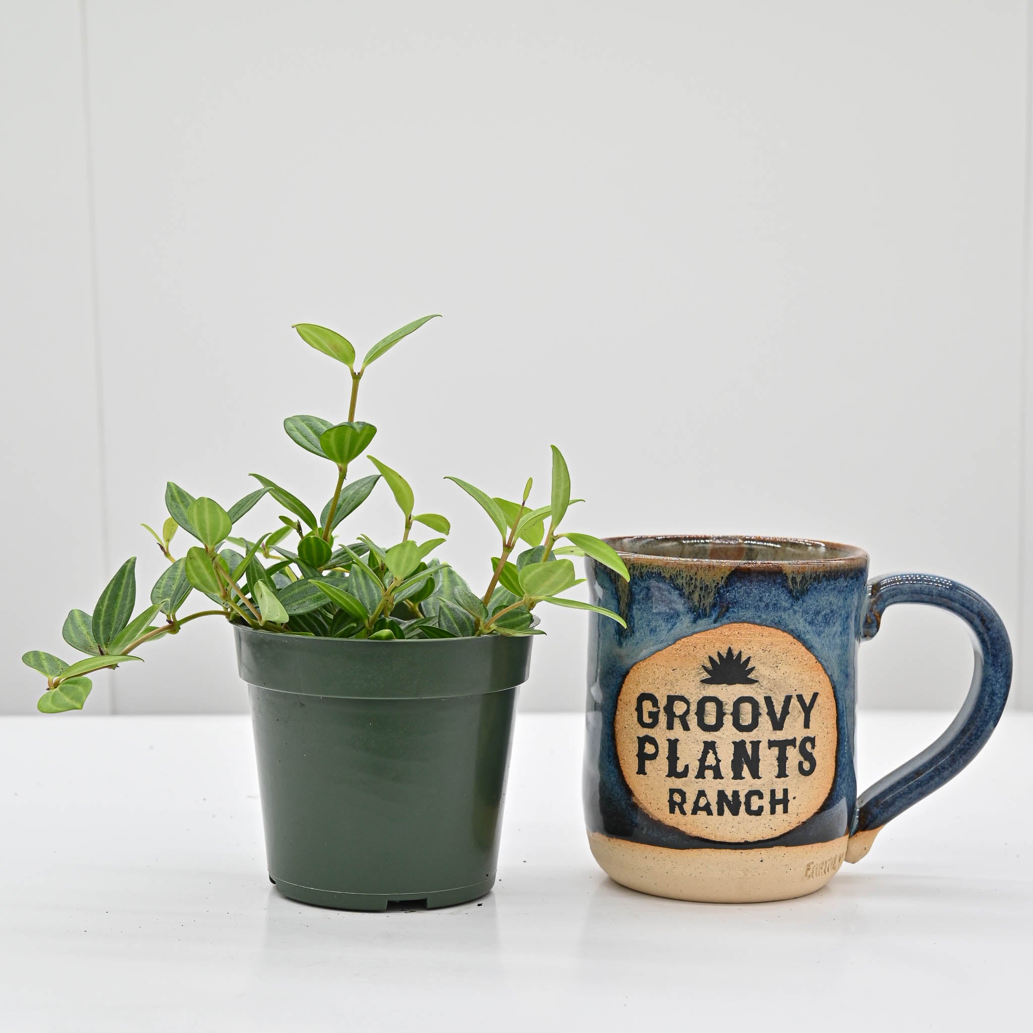 Beetle Peperomia | Peperomia angulata 'raydiance'