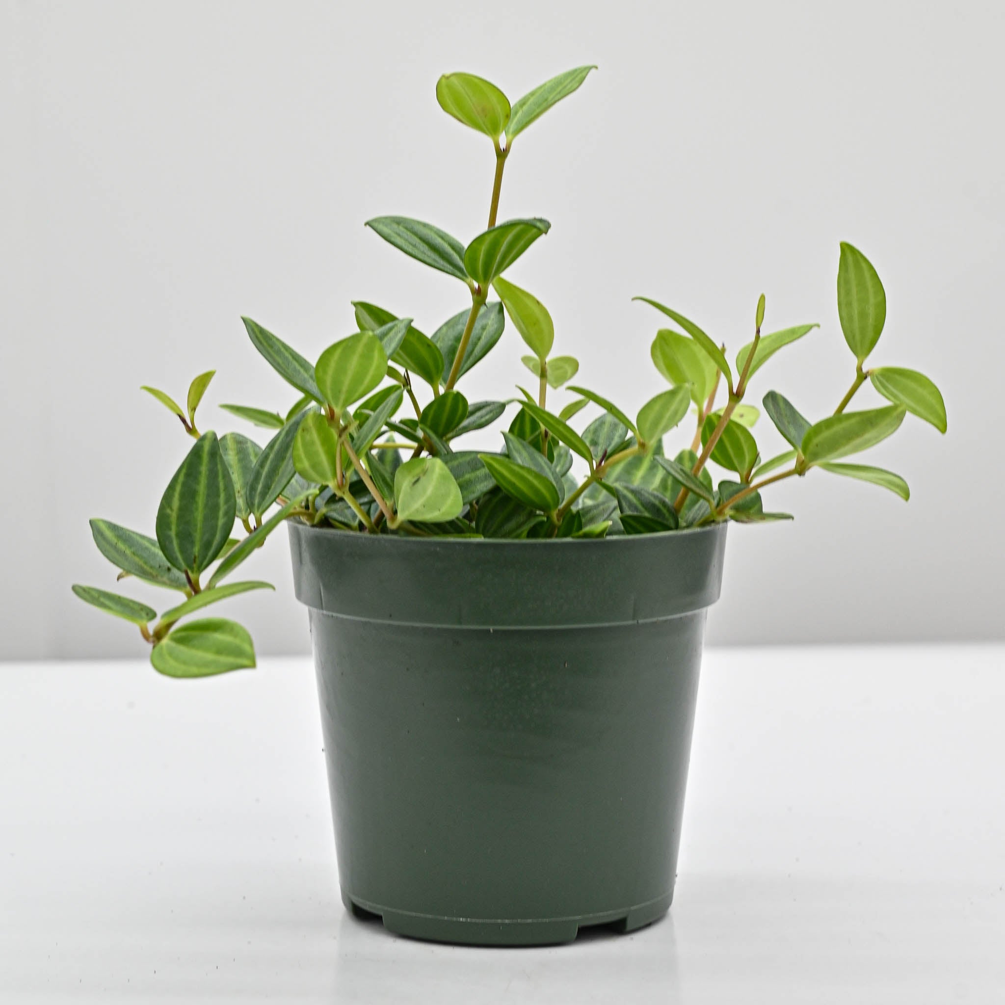 Beetle Peperomia | Peperomia angulata 'raydiance'