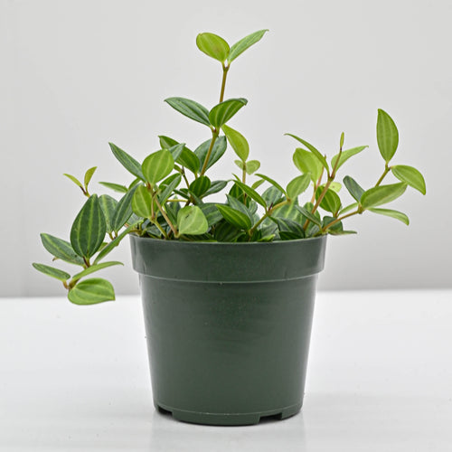 Beetle Peperomia | Peperomia angulata 'raydiance'