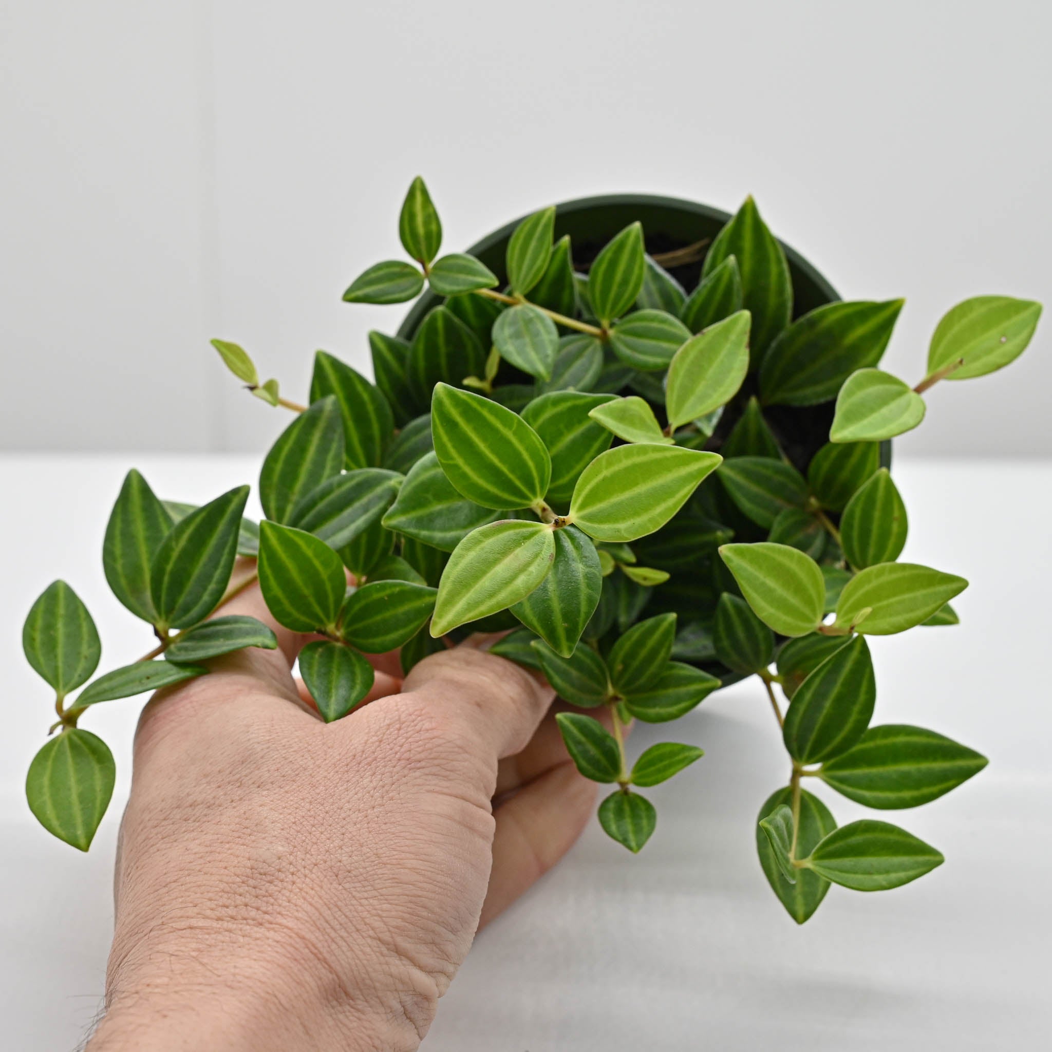 Beetle Peperomia | Peperomia angulata 'raydiance'