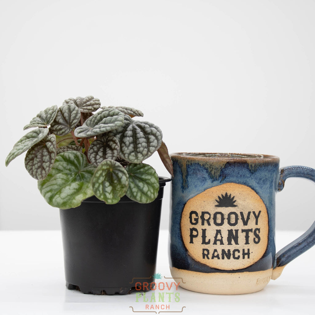 Peperomia burbella | Peperomia caperata 'Burbella'