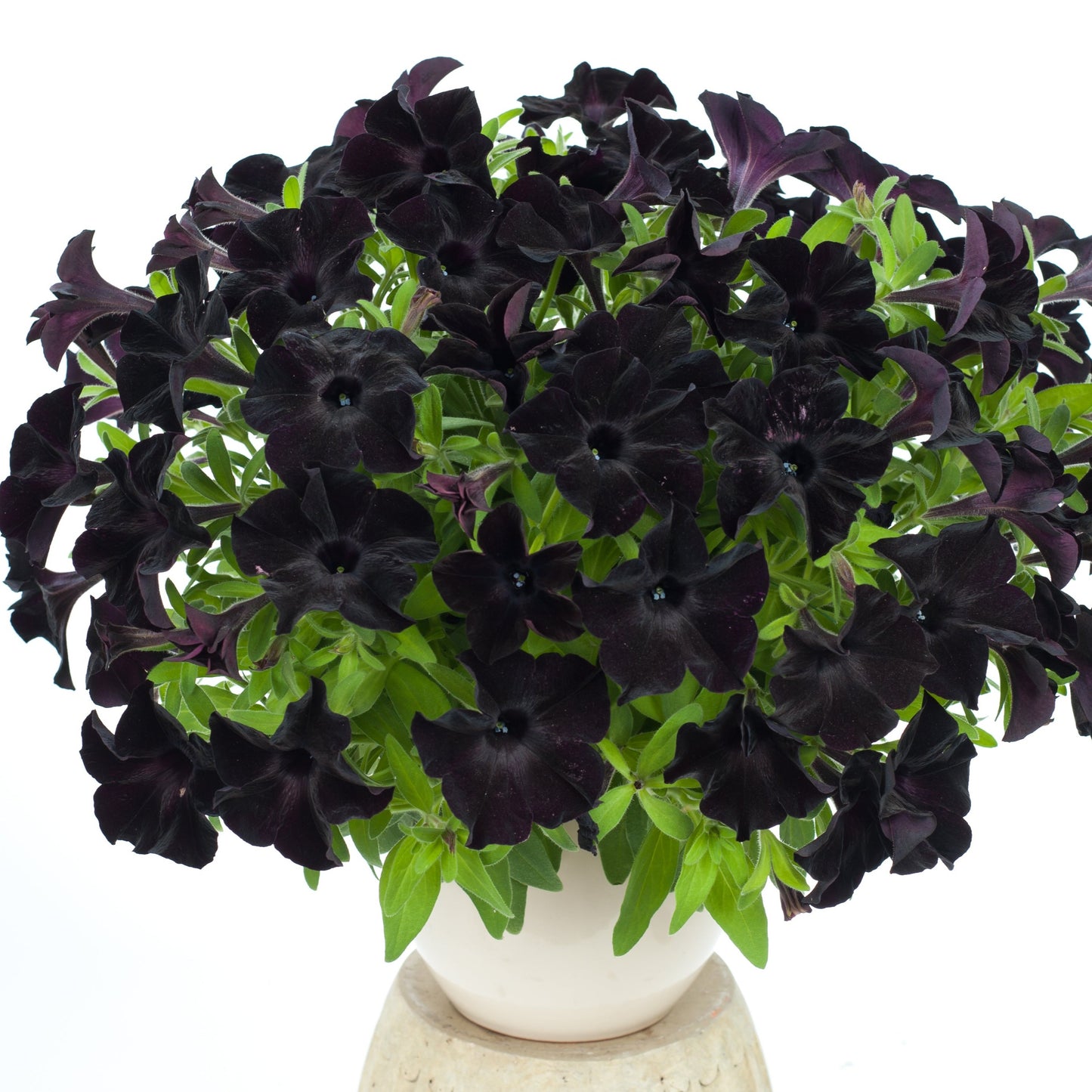 Petunia 'Black in Black' ~ Trio of 3 Hefty Plants