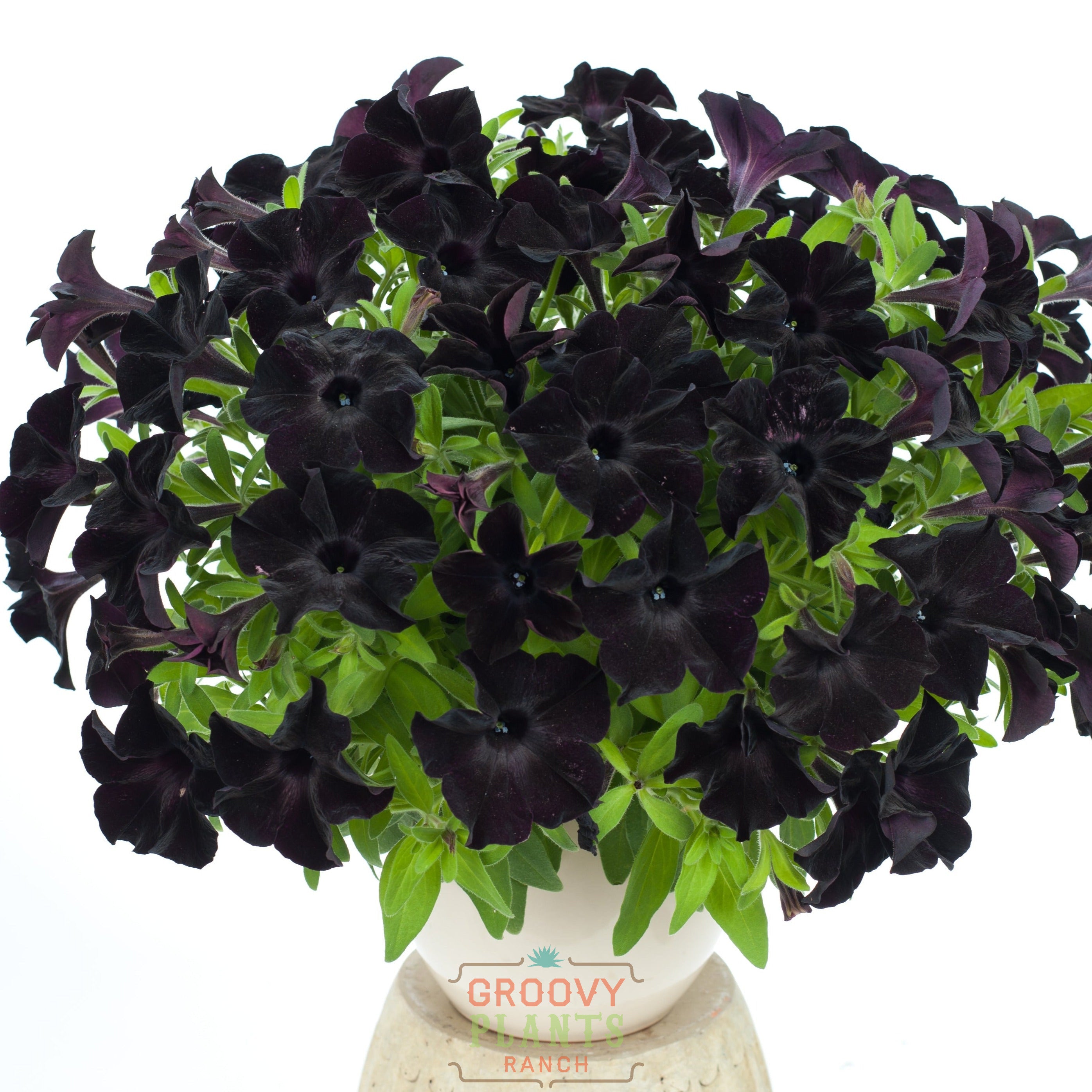 Petunia 'Black in Black' ~ Trio of 3 Hefty Plants for Preorder
