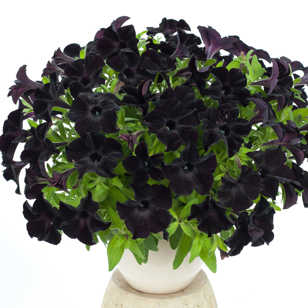 Preorder Petunia 'Black in Black' BiggerVigor Trio | PICKUP ONLY!