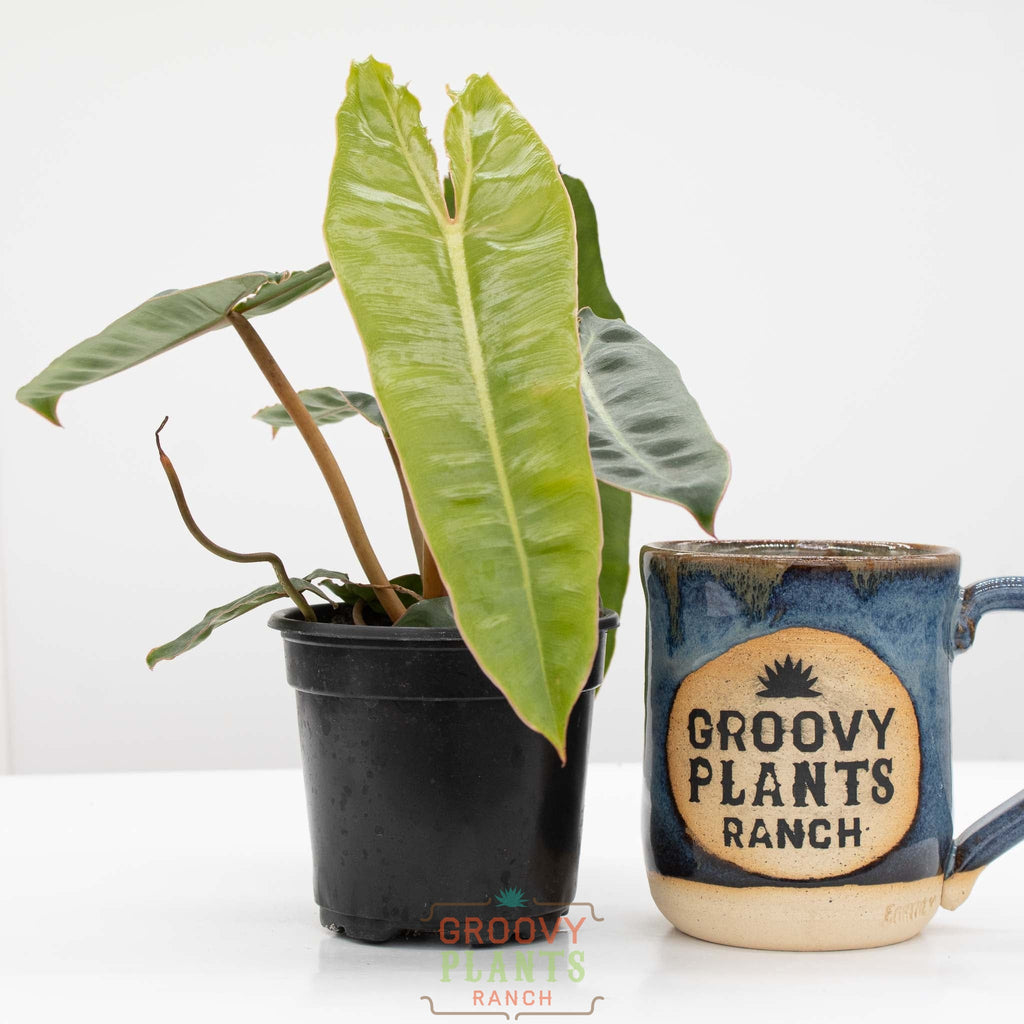 Philodendron Billie | Philodendron Billietiae