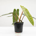 Philodendron Billie | Philodendron Billietiae
