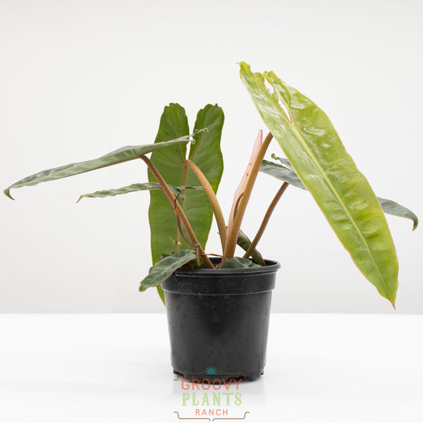 philodendron billietiae palcea variete Philodendron Billie