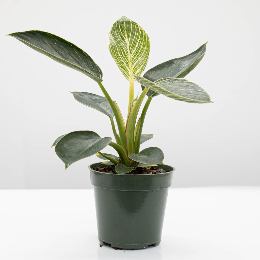 Philodendron Birkin