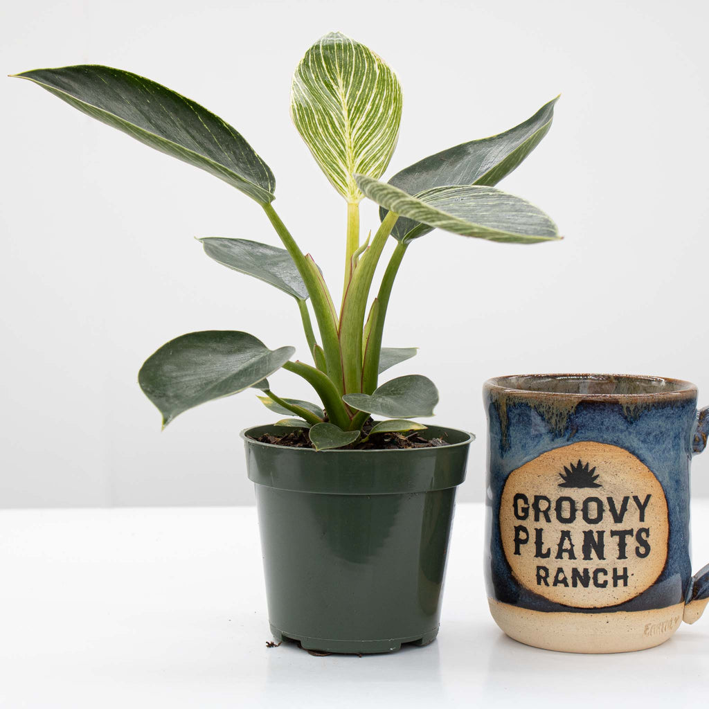 Philodendron Birkin