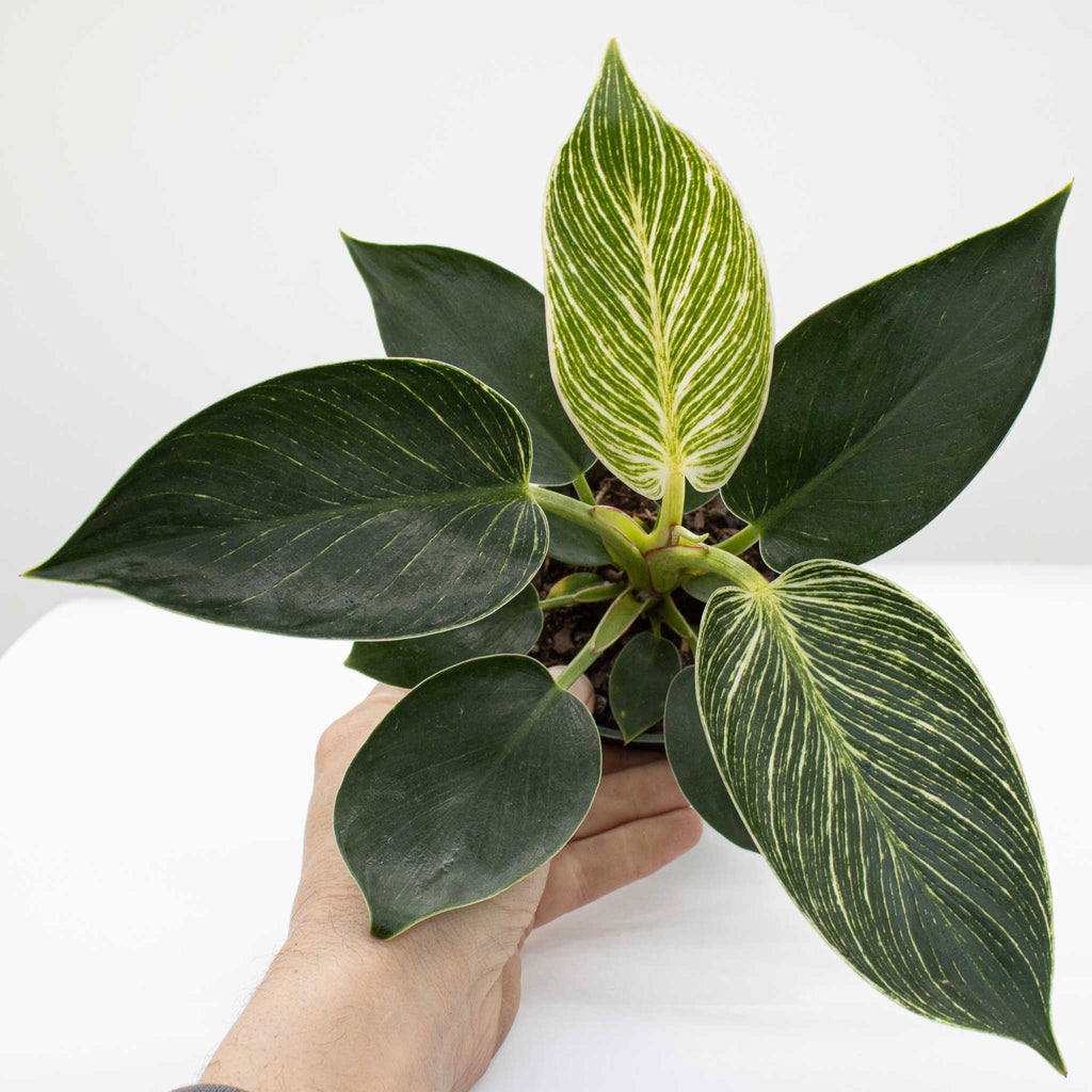 Philodendron Birkin