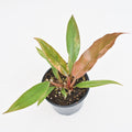 Philodendron 'Caramel Marble' ~ Houseplant Jubilee Exclusive