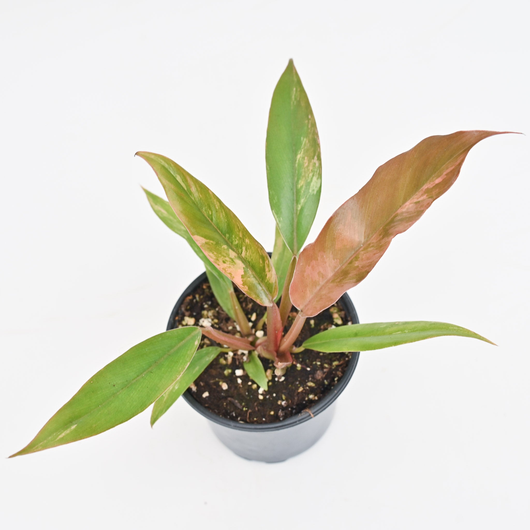 Philodendron 'Caramel Marble' ~ Houseplant Jubilee Exclusive