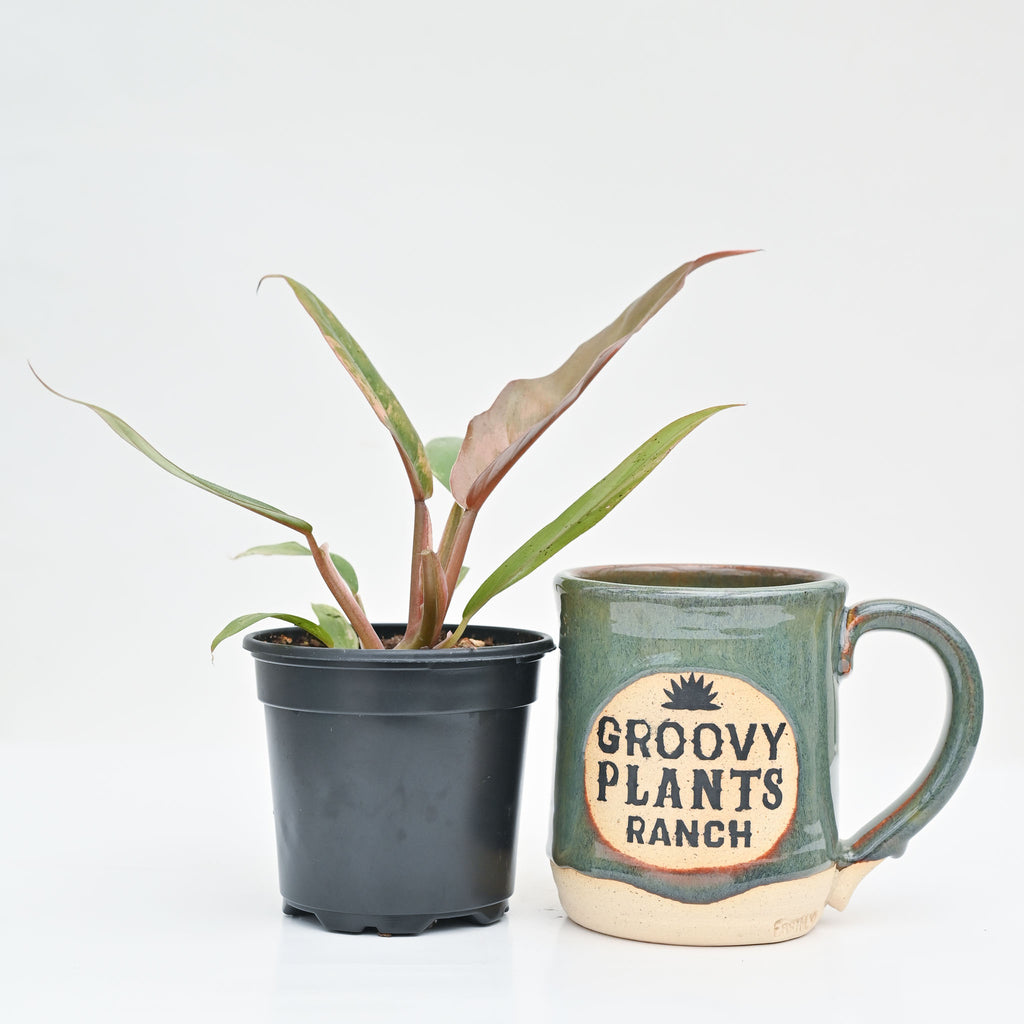 Philodendron 'Caramel Marble'