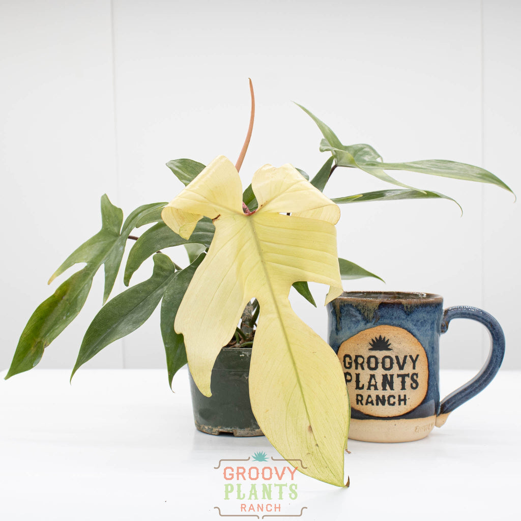 Philodendron Florida Ghost | Philodendron pedatum 'Florida Ghost'