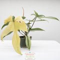 Philodendron Florida Ghost | Philodendron pedatum 'Florida Ghost'
