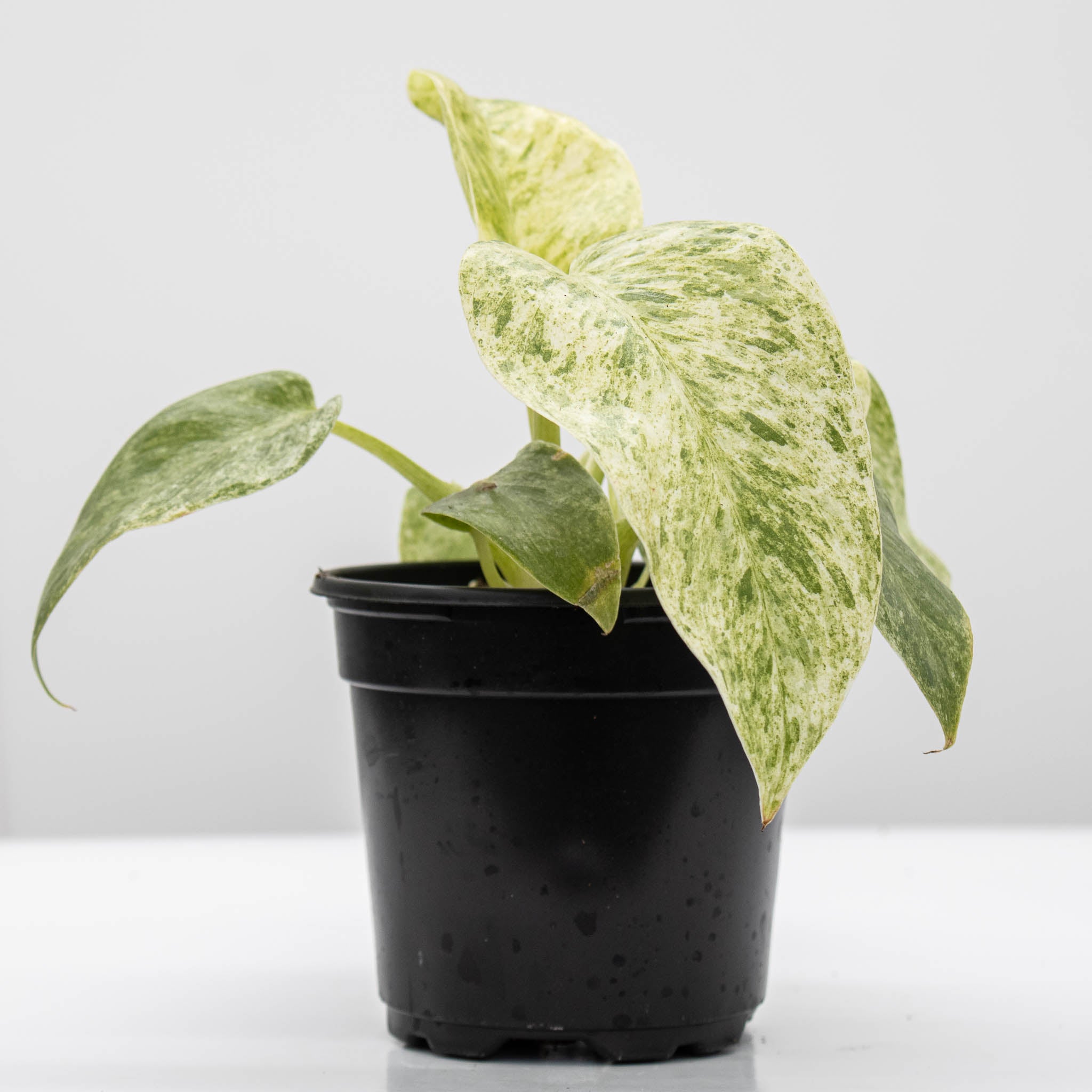 philodendron giganteum blizzard Philodendron Giganteum 'Blizzard' – The Groovy Plants Ranch LLC