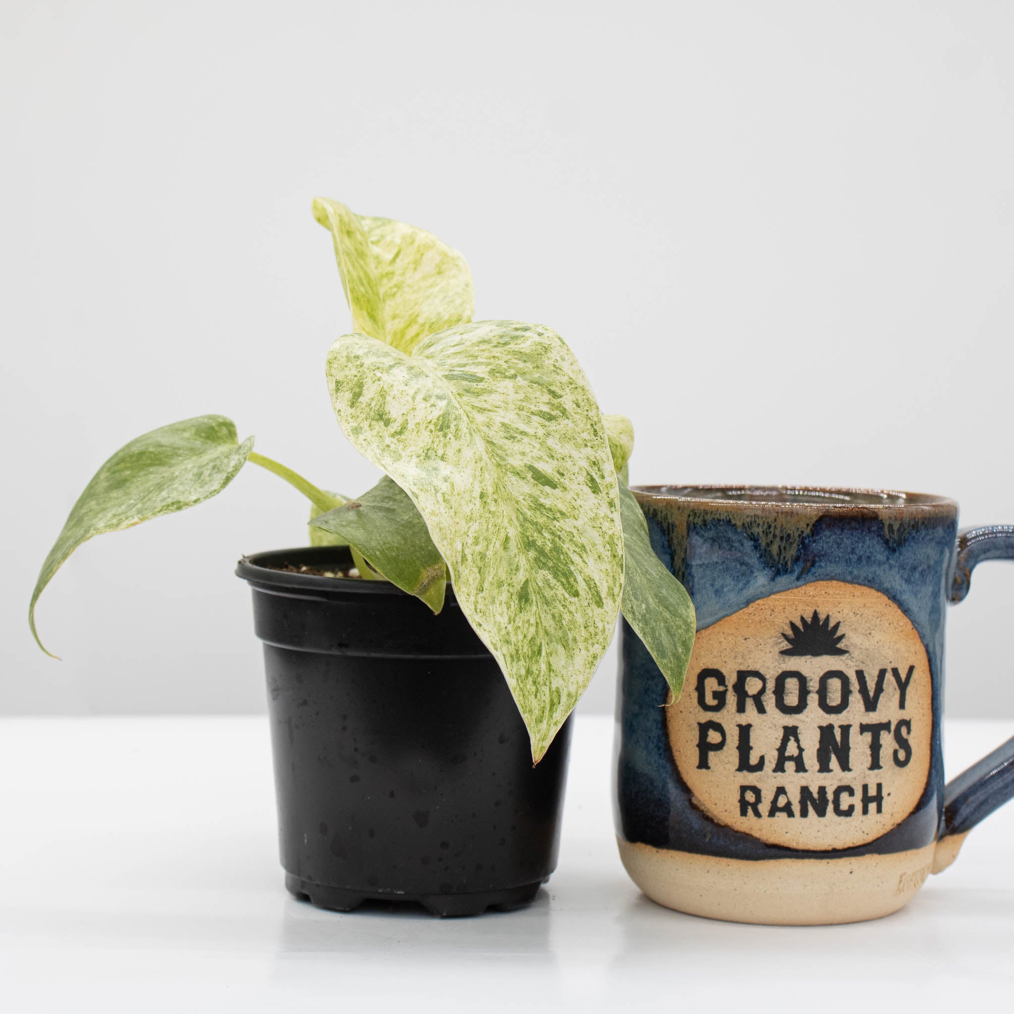 Philodendron Giganteum 'Blizzard'