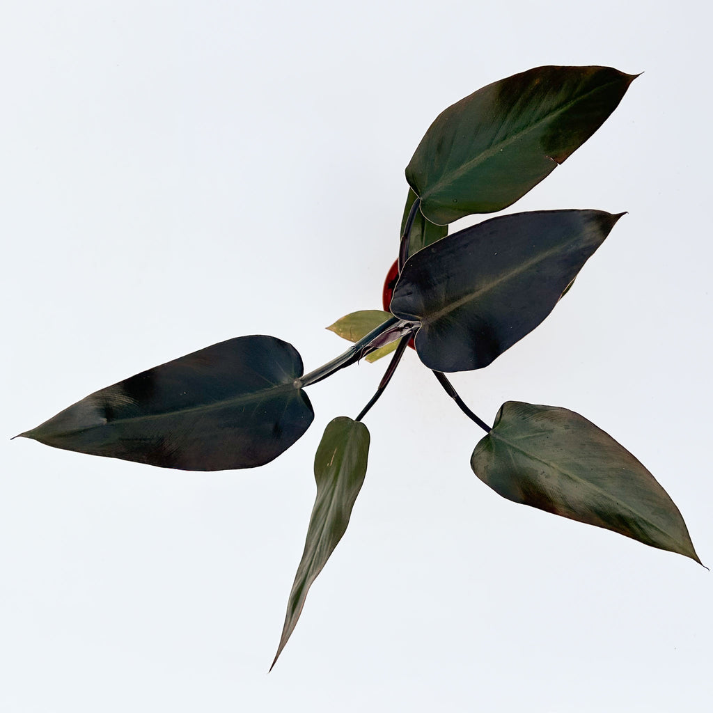 Philodendron Majesty | Philodendron erubescens 'Majesty'
