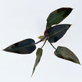 Philodendron Majesty | Philodendron erubescens 'Majesty'