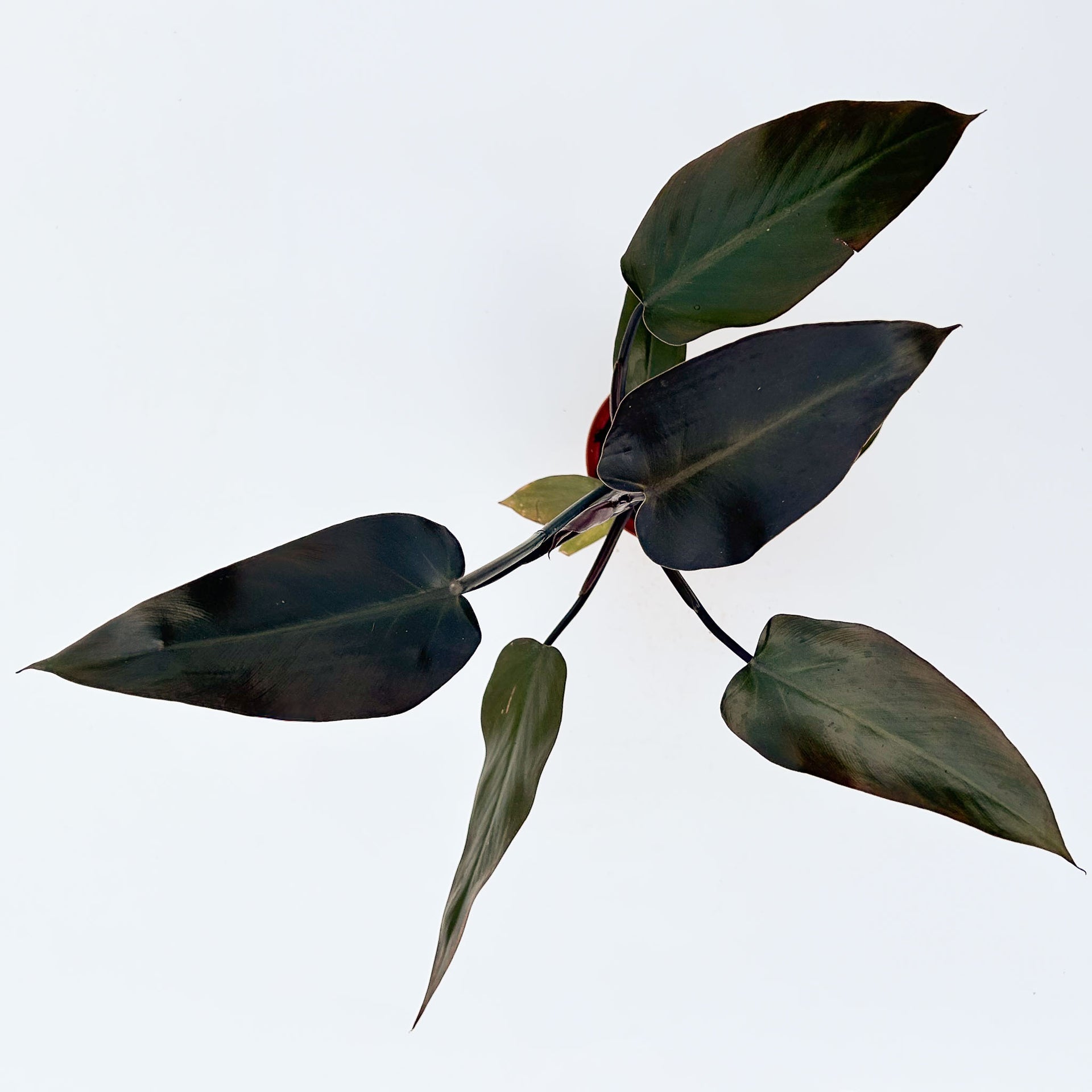 Philodendron Majesty