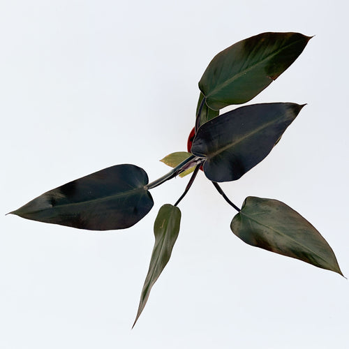 Philodendron Majesty