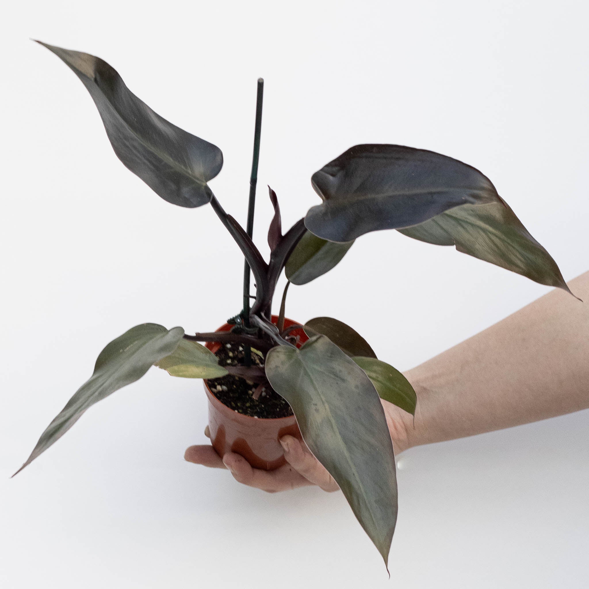 Philodendron Majesty | Philodendron erubescens 'Majesty'