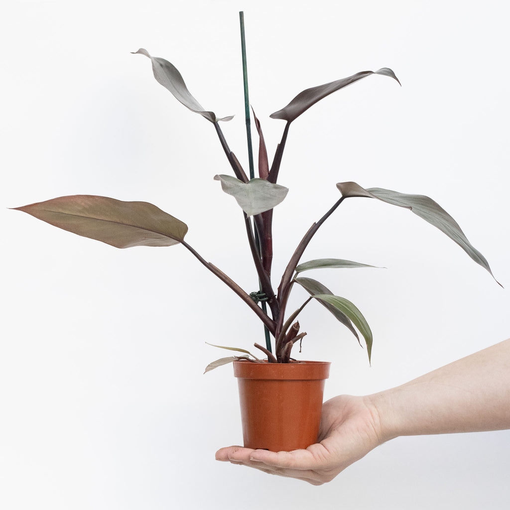 philodendron majesty mature Philodendron Majesty