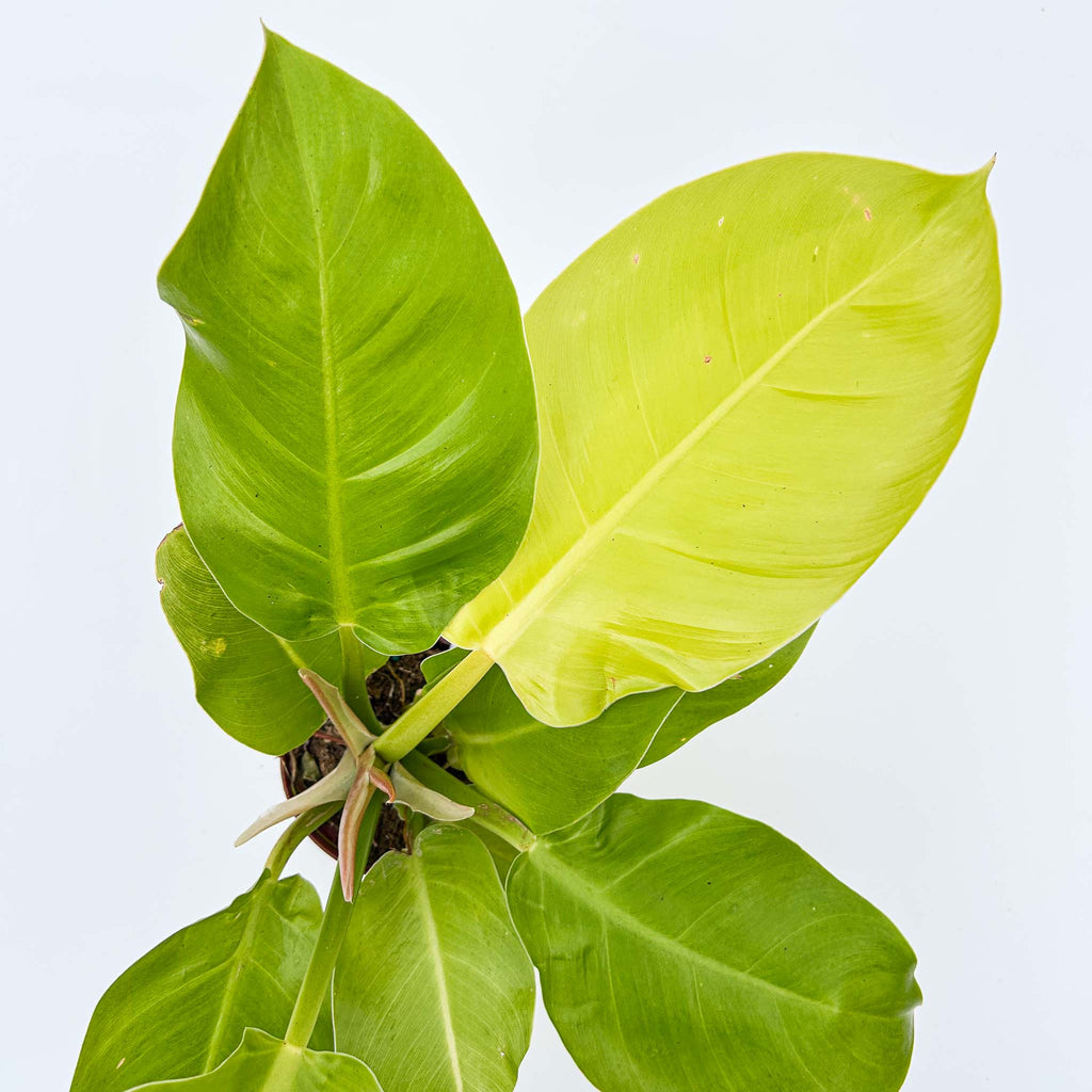 Philodendron Moonlight – The Groovy Plants Ranch LLC
