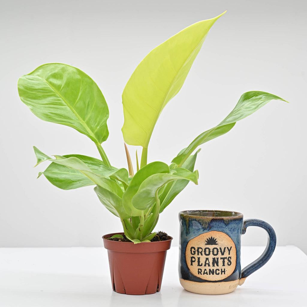 Philodendron Moonlight