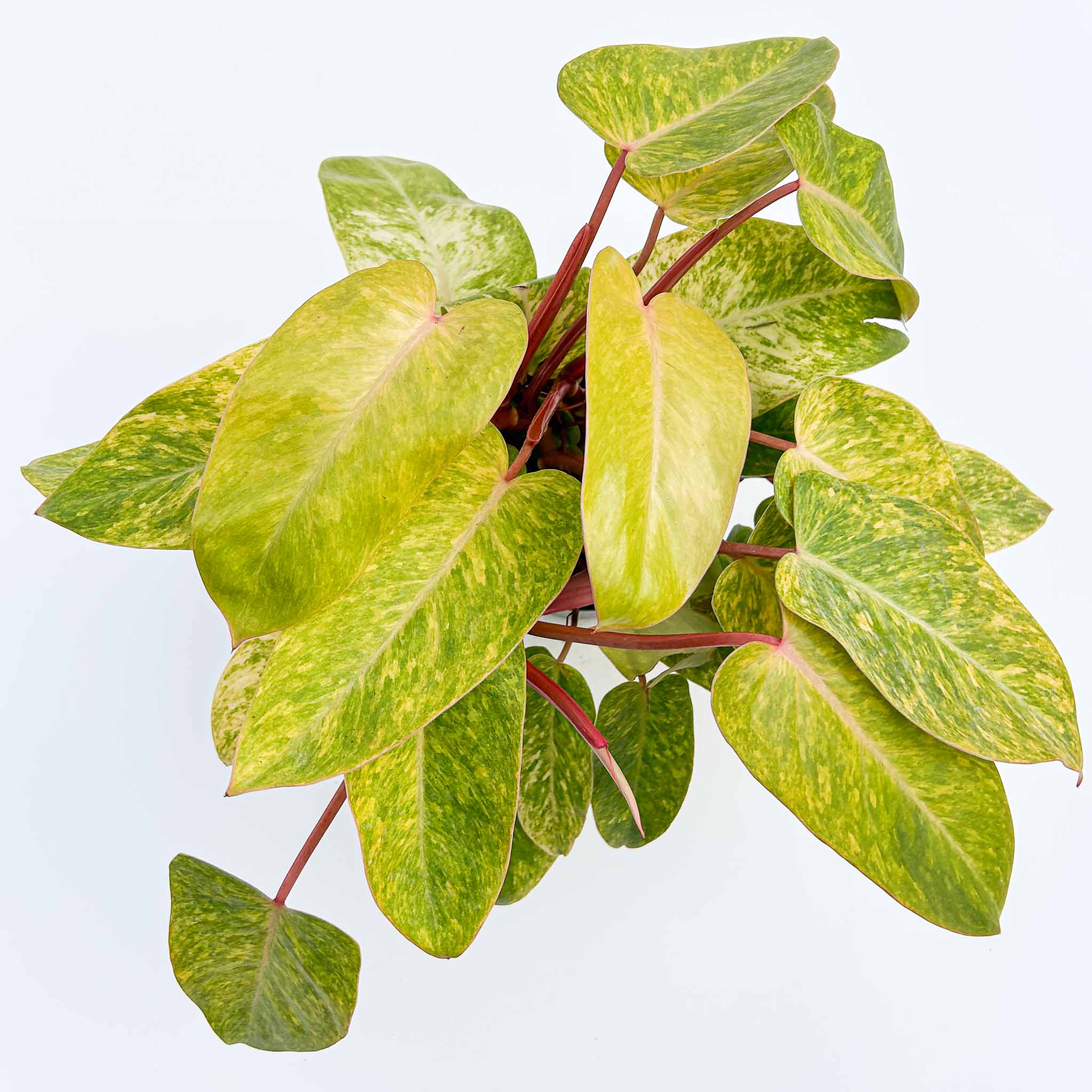 Philodendron Painted Lady | Philodendron erubescens 'Painted Lady' large