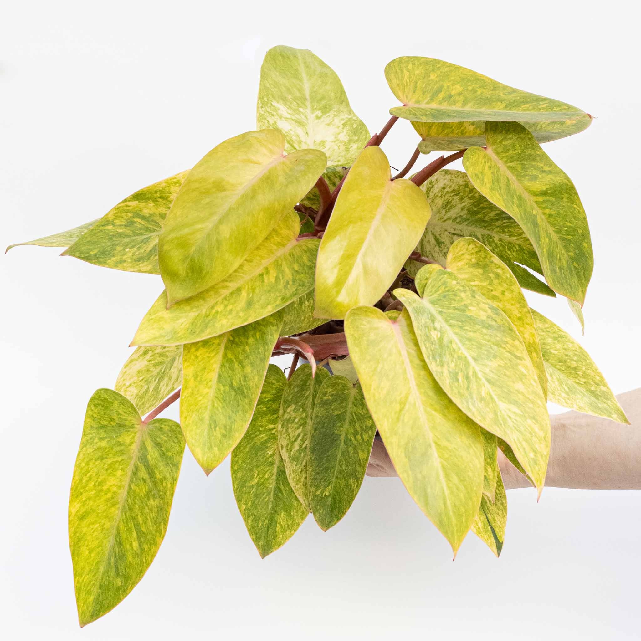 Philodendron Painted Lady | Philodendron erubescens 'Painted Lady' large