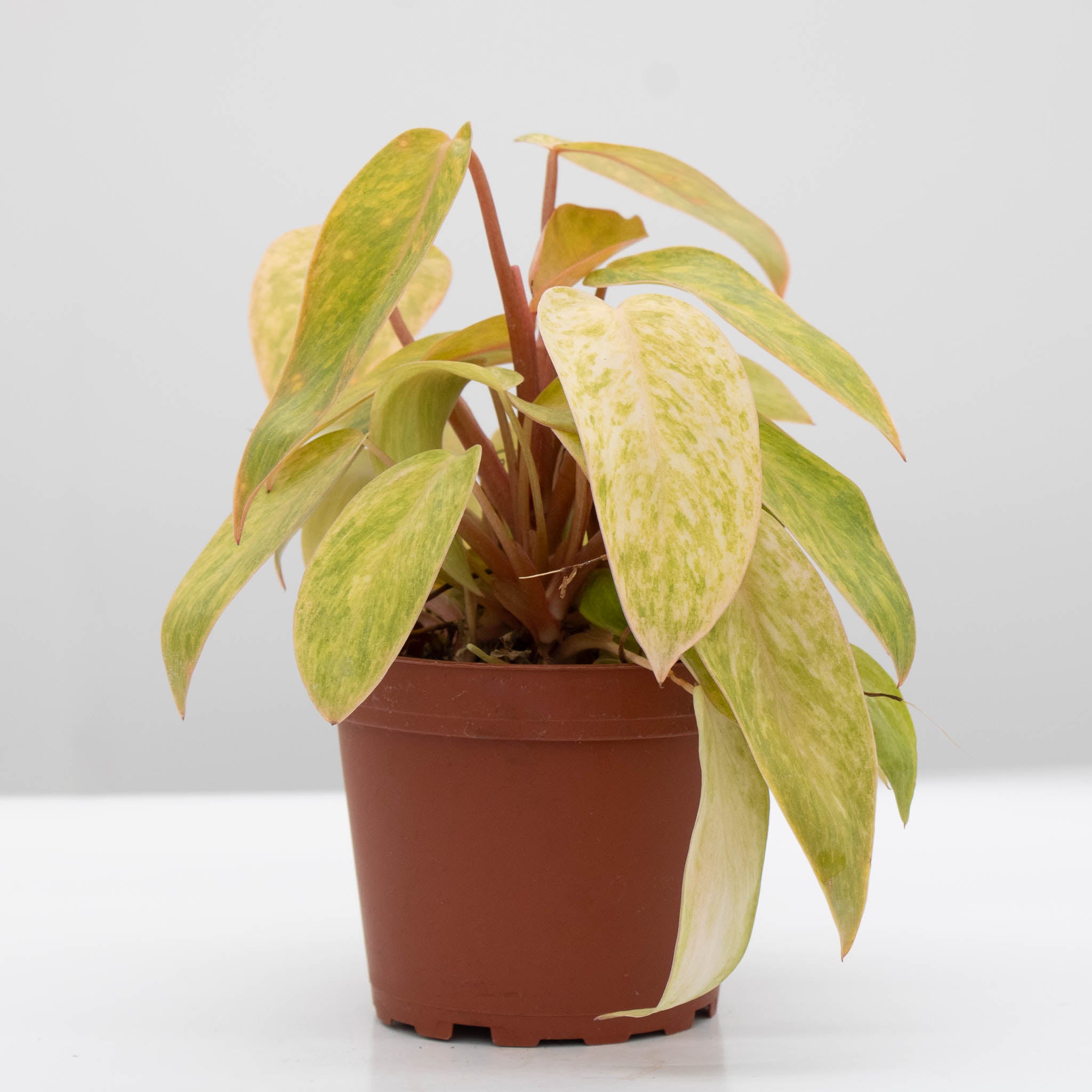 Philodendron Painted Lady | Philodendron erubescens 'Painted Lady' 4"