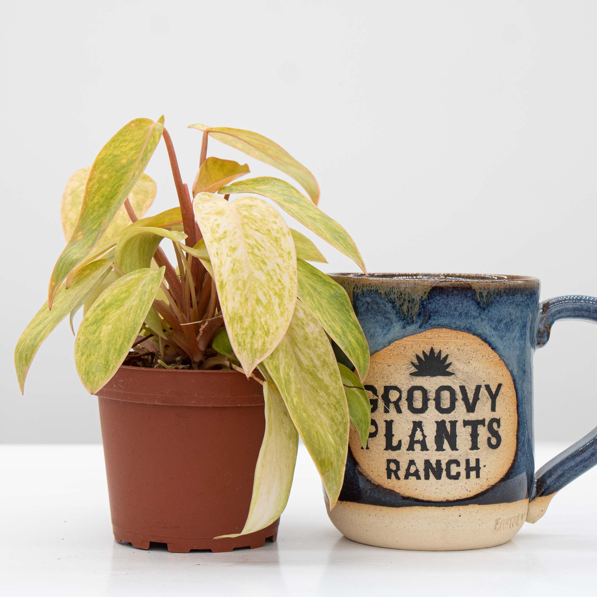 Philodendron Painted Lady | Philodendron erubescens 'Painted Lady' 4"