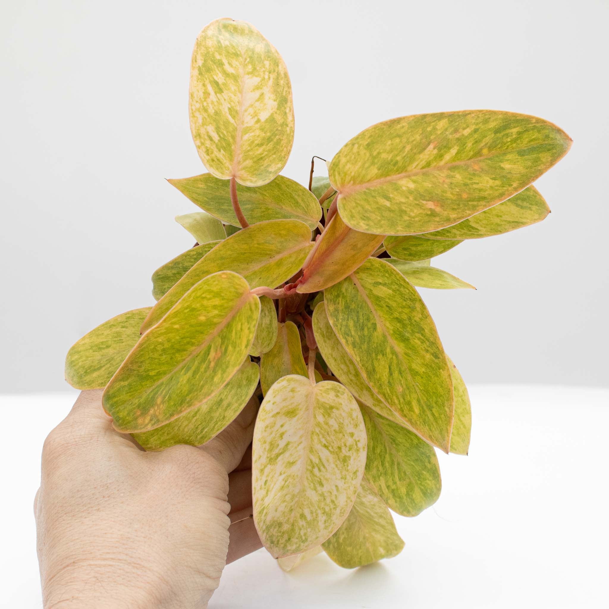 Philodendron Painted Lady | Philodendron erubescens 'Painted Lady' 4"