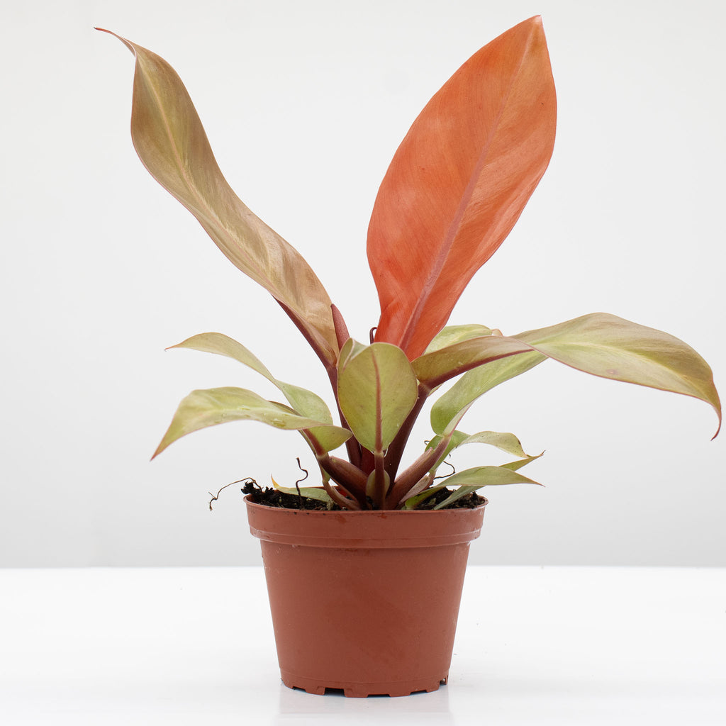 prince of red philodendron Philodendron Prince of Orange