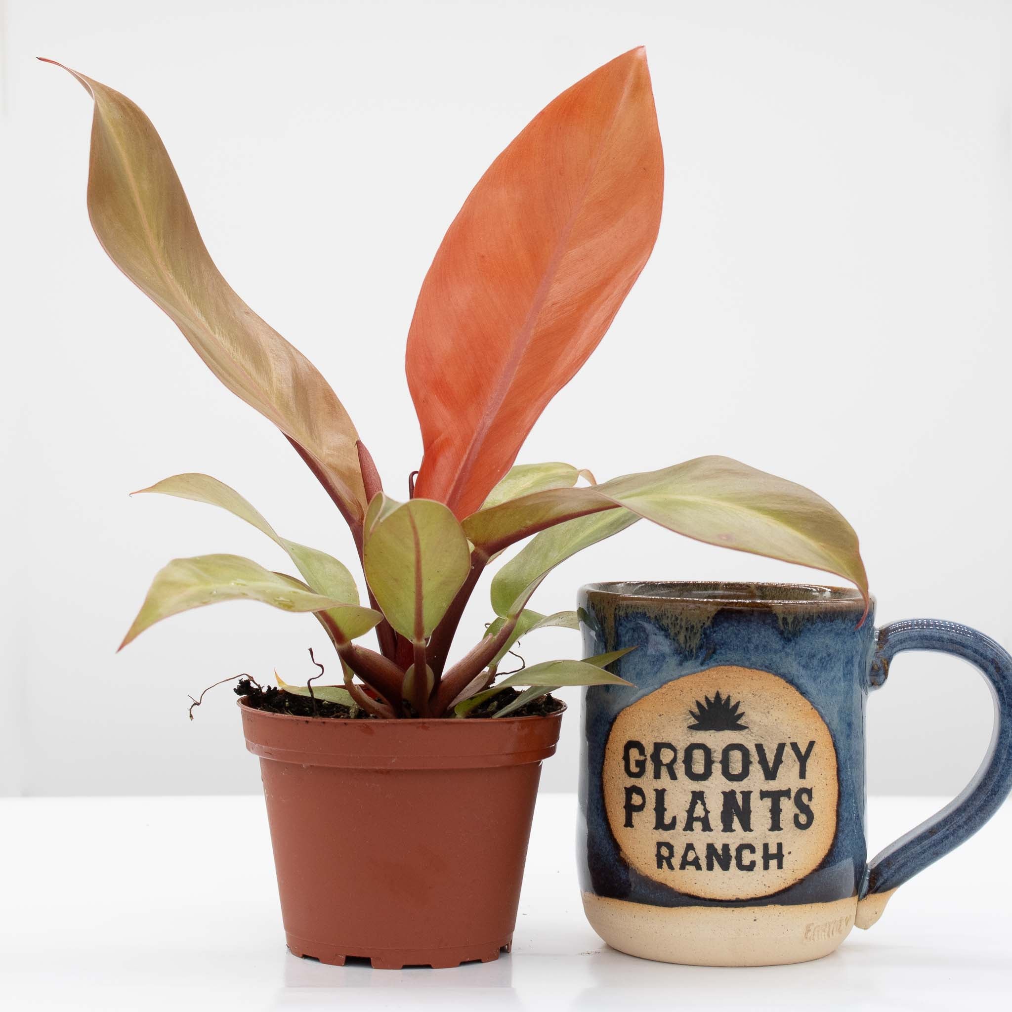 Philodendron Prince of Orange