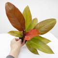 Philodendron Red Sun