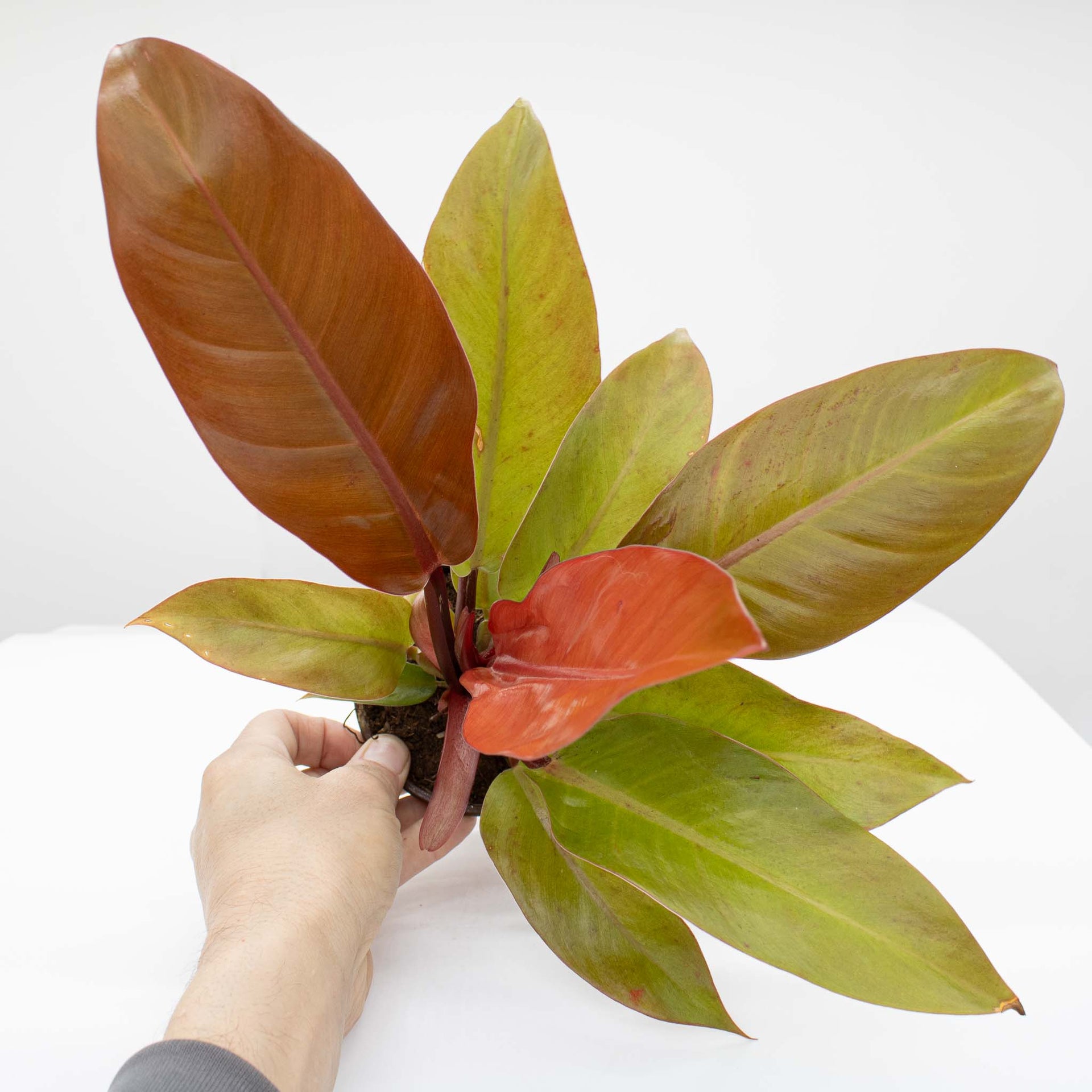 philodendron hastatum red Philodendron Red Sun – The Groovy Plants Ranch LLC