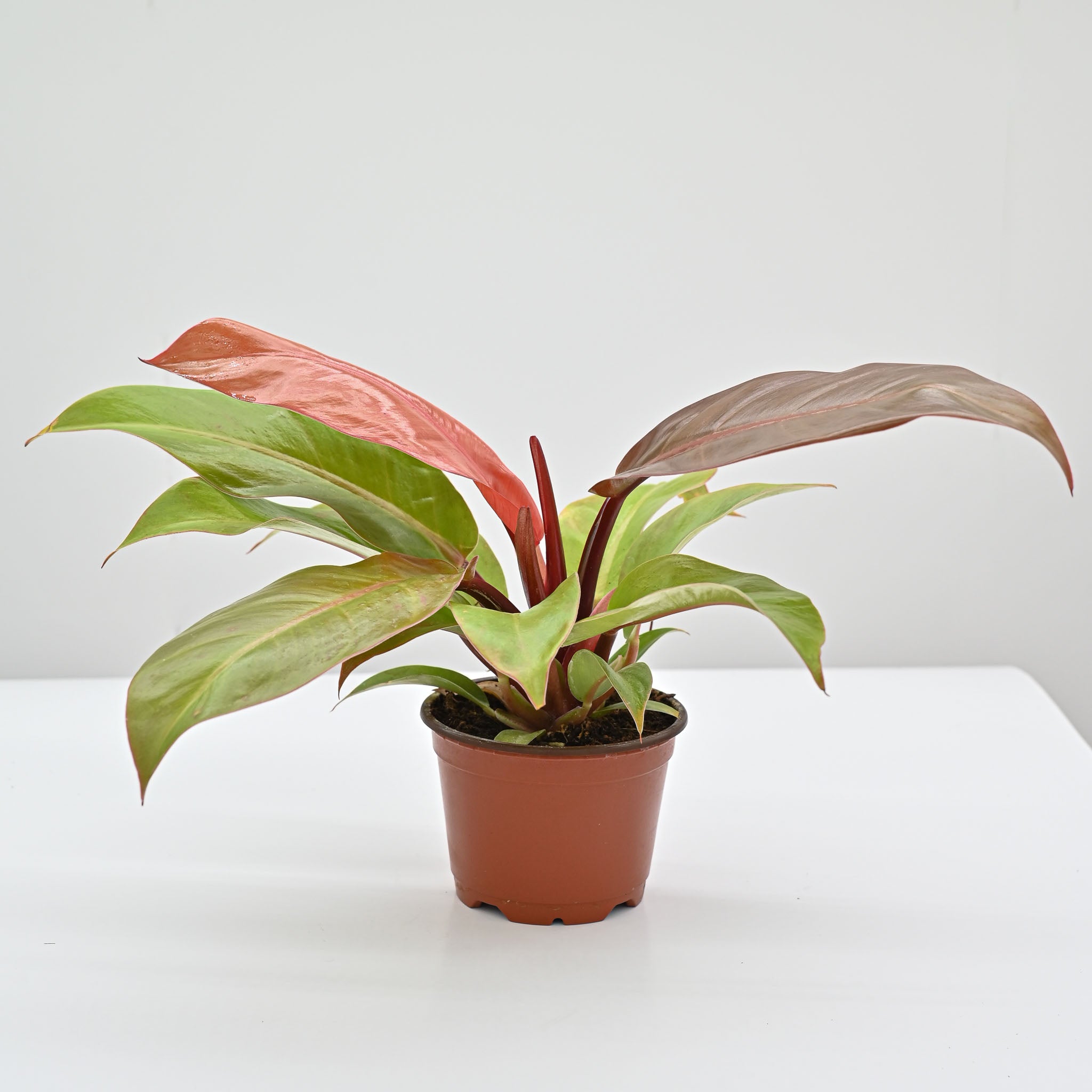 merlot philodendron Philodendron Red Sun – The Groovy Plants Ranch LLC