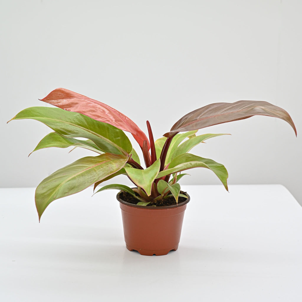 Philodendron Red Sun