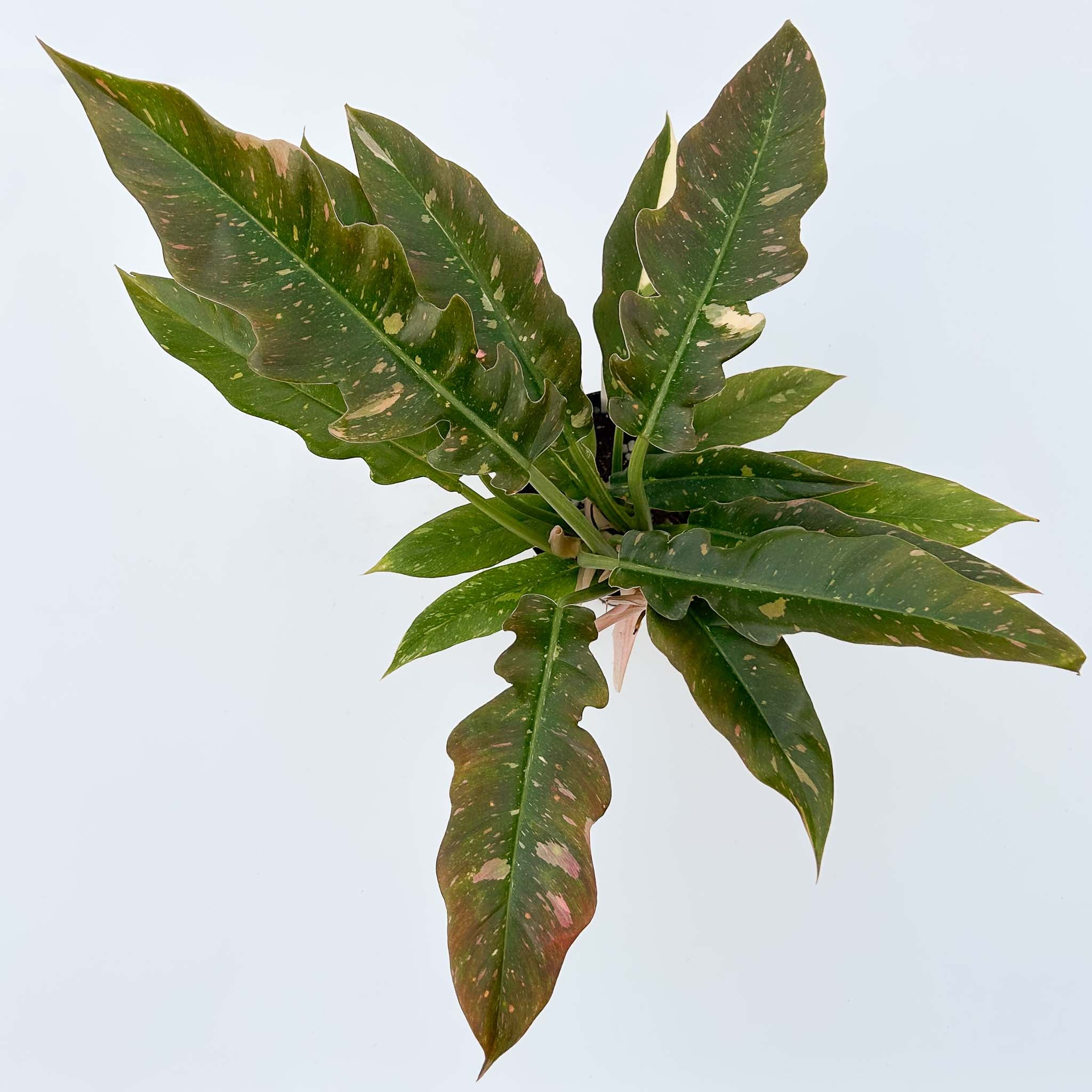 Philodendron Ring of Fire