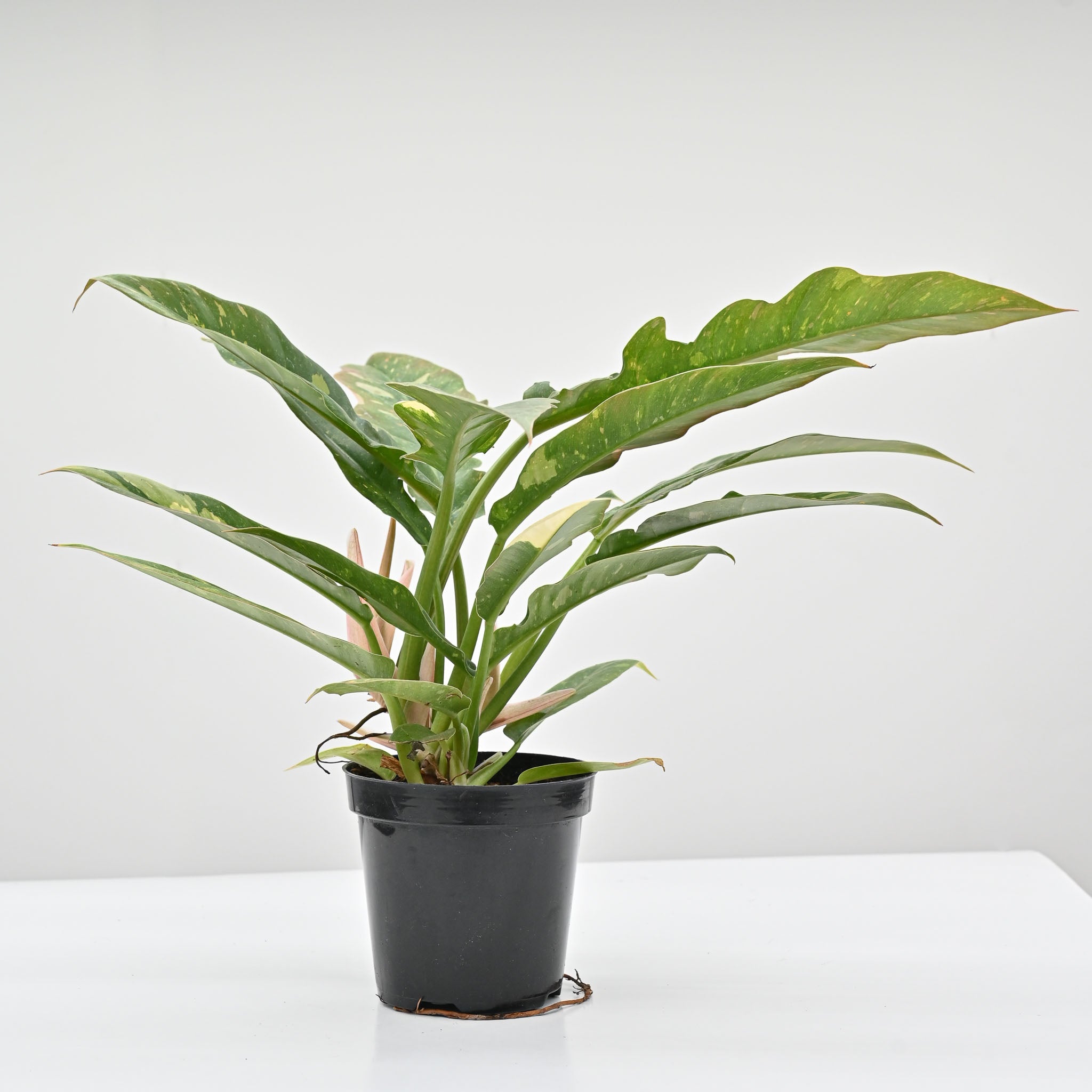 Philodendron Ring of Fire