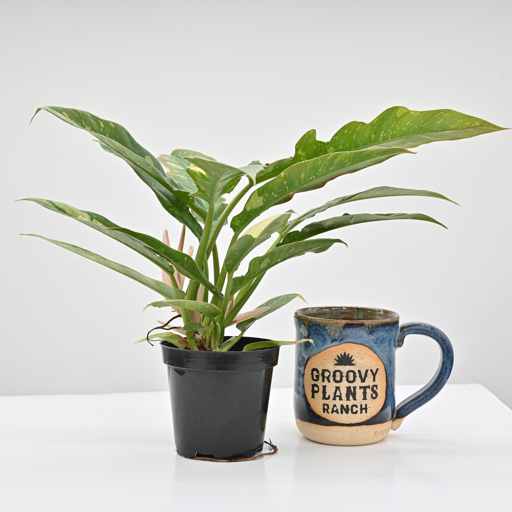 Philodendron Ring of Fire