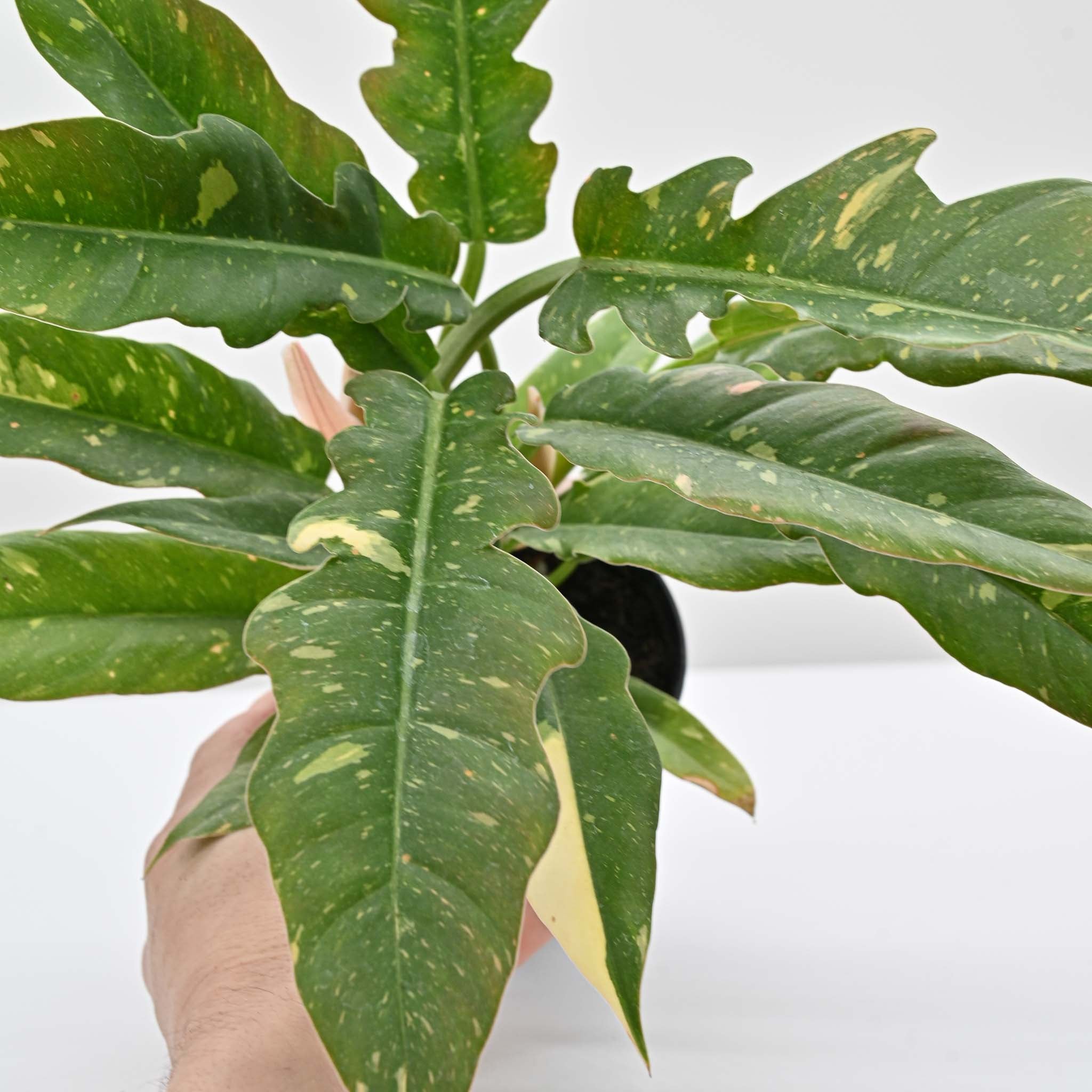 Philodendron Ring of Fire