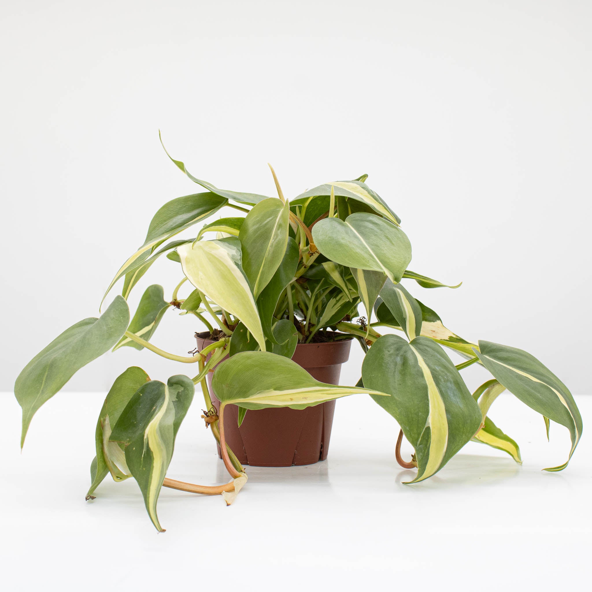 philodendron heleniae Philodendron Hederaceum 'Rio' – The Groovy Plants Ranch LLC