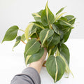 Philodendron Hederaceum 'Rio'