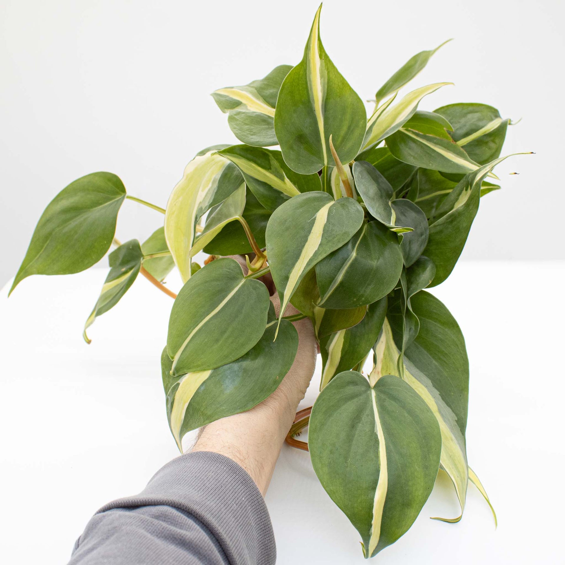 Philodendron Hederaceum 'Rio' – The Groovy Plants Ranch LLC
