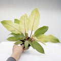 Philodendron 'Snowdrift'