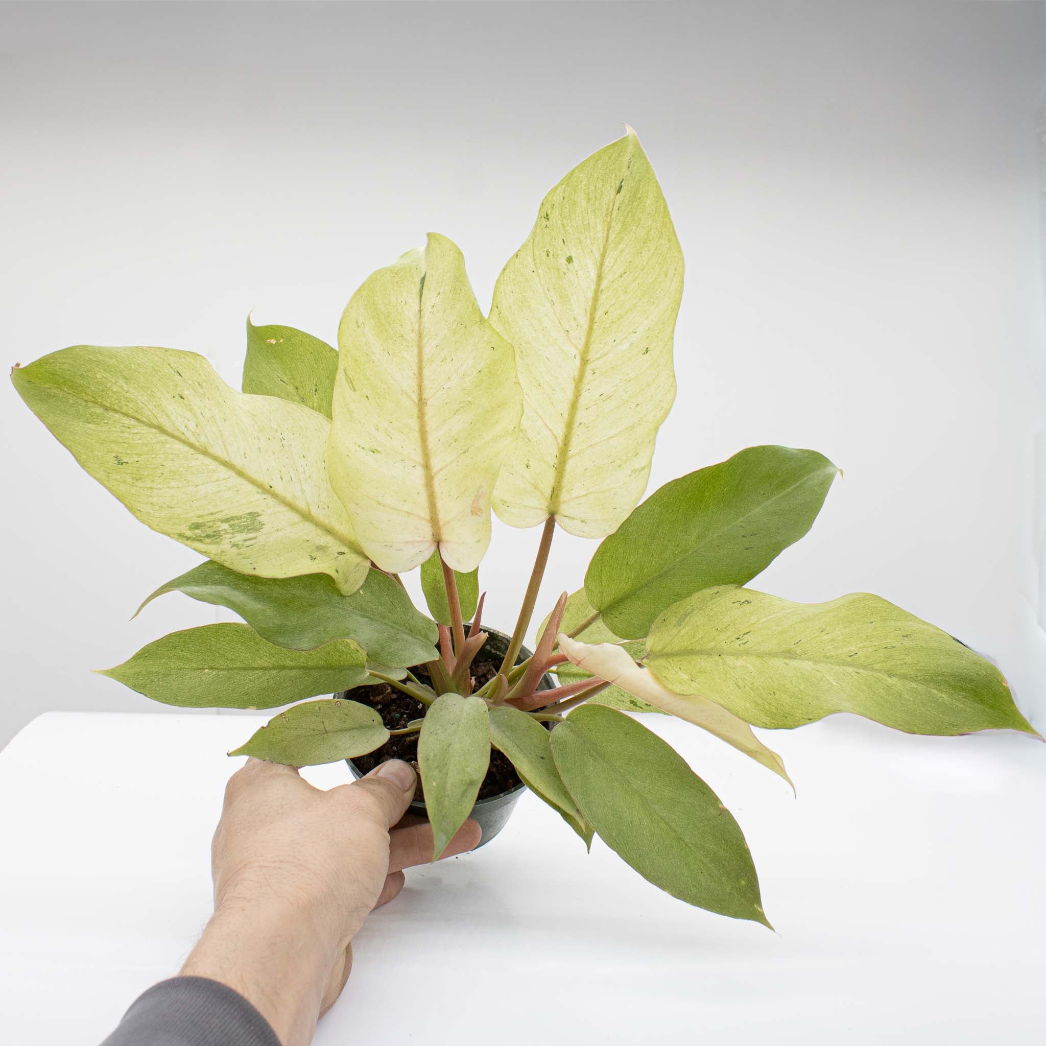 Philodendron 'Snowdrift'